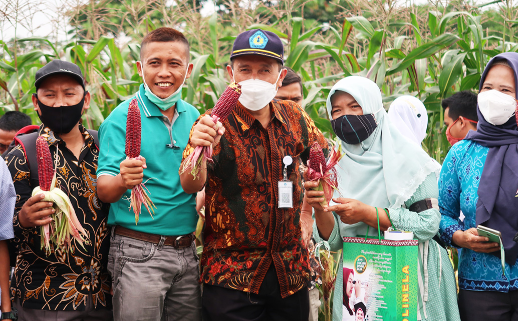 Panen Jagung Desa Anyar Sangat Berlimpah Tahun Ini