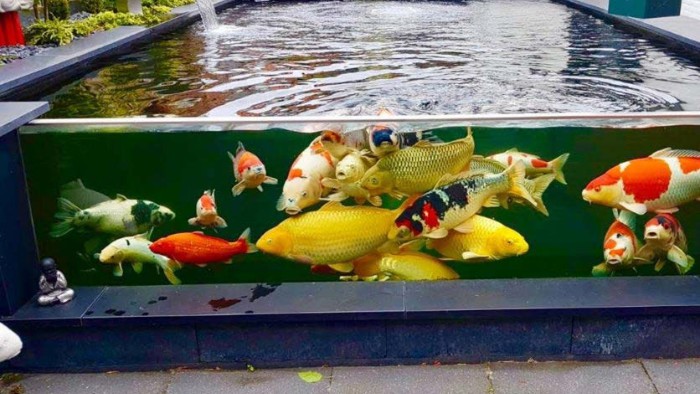 Jasa Pembuatan Kolam Koi